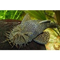 Bristlenose Catfish MALE - Ancistrus Common VERY LARGE 13-18cms