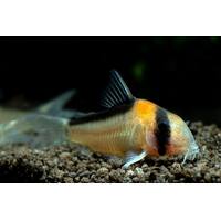 Adolfoi's Corydora catfish 3cm