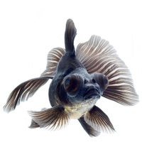 Black Moor Goldfish - Elegant Fancy Variety for Aquariums 14+