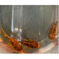 marbled Calico Bristlenose Catfish - Ancistrus Marbled 2cm - 4cm