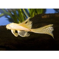 Albino Longfin Bristlenose Catfish - Ancistrus Albino 5-7cm