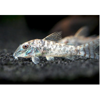 Live fish Northern Long Nose Cory 3cm