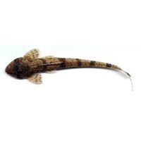 FilamentosaWhiptail Catfish 5cm