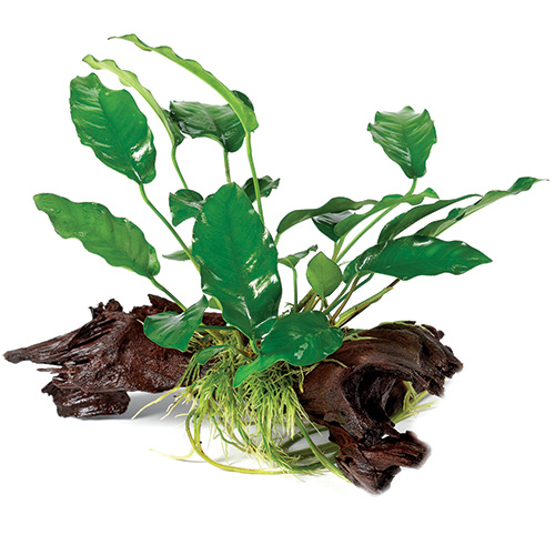 Pisces Anubias Driftwood Creation Small