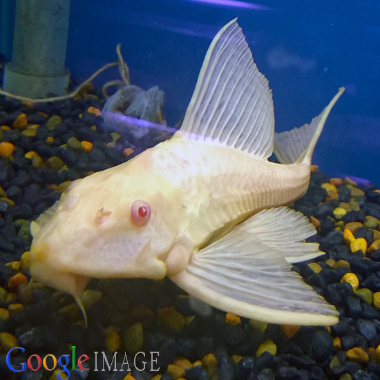 large Albino Sailfin Pleco Catfish - Pterygoplichthys Gibbiceps Plecostamus 20-25cm+