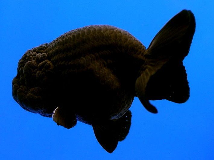 lion head black moor