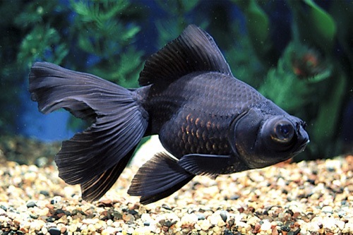Black Moor Goldfish 7.5cm