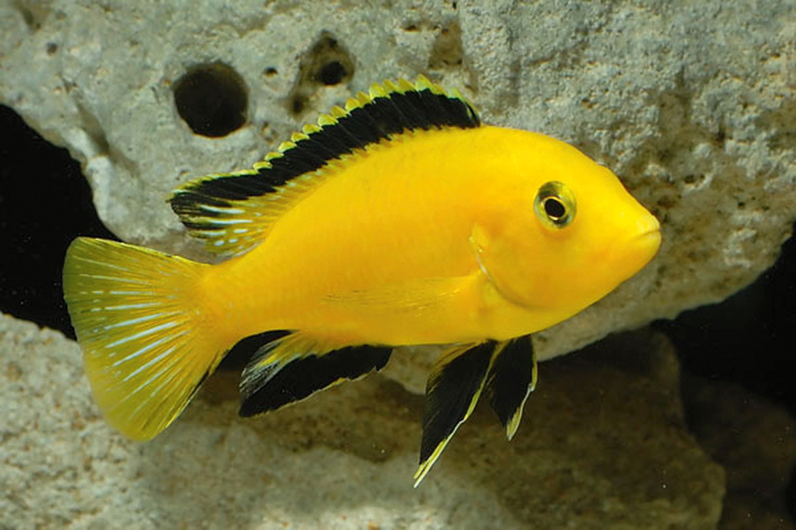 Electric Yellow Cichlid - Labidochromis Caeruleus 5cm