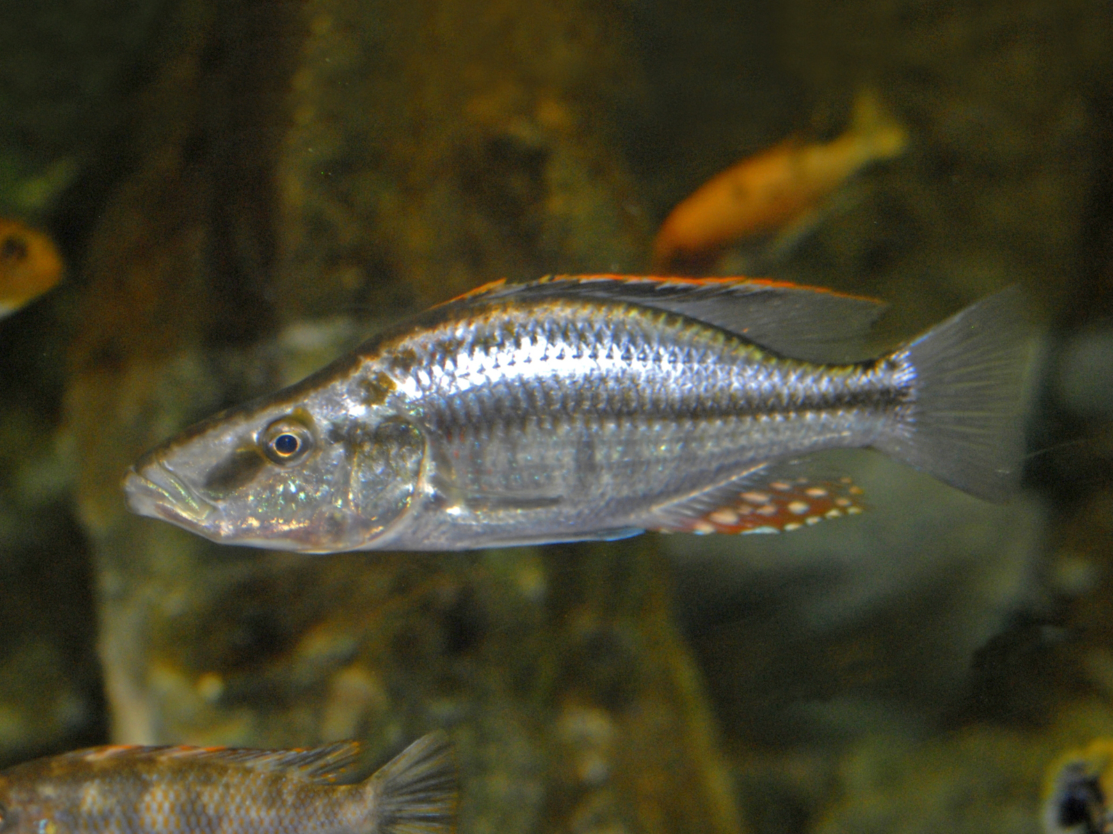 Malawi Eyebiter Cichlid - Dimidochromis Compressiceps 5-6cm