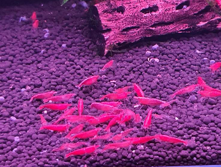 Fire Red / Bloody Mary Shrimp
