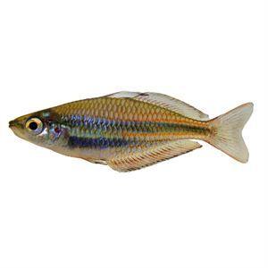 Goyder Rainbow Fish 5cm Australian Native