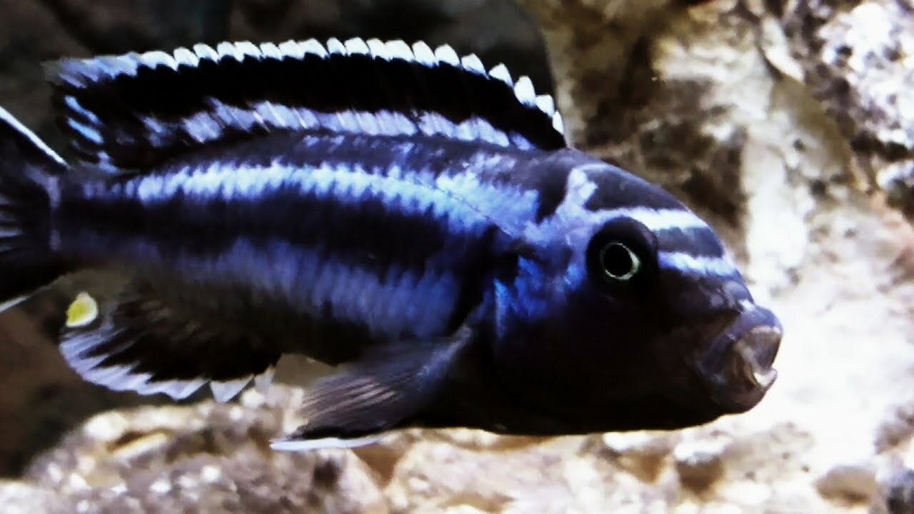 Electric Blue Johanni 5-6cm - Melanochromis johannii