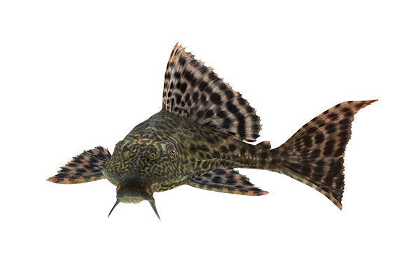 Medium Common Pleco Catfish - Hypostomus plecostomus 5-6cm