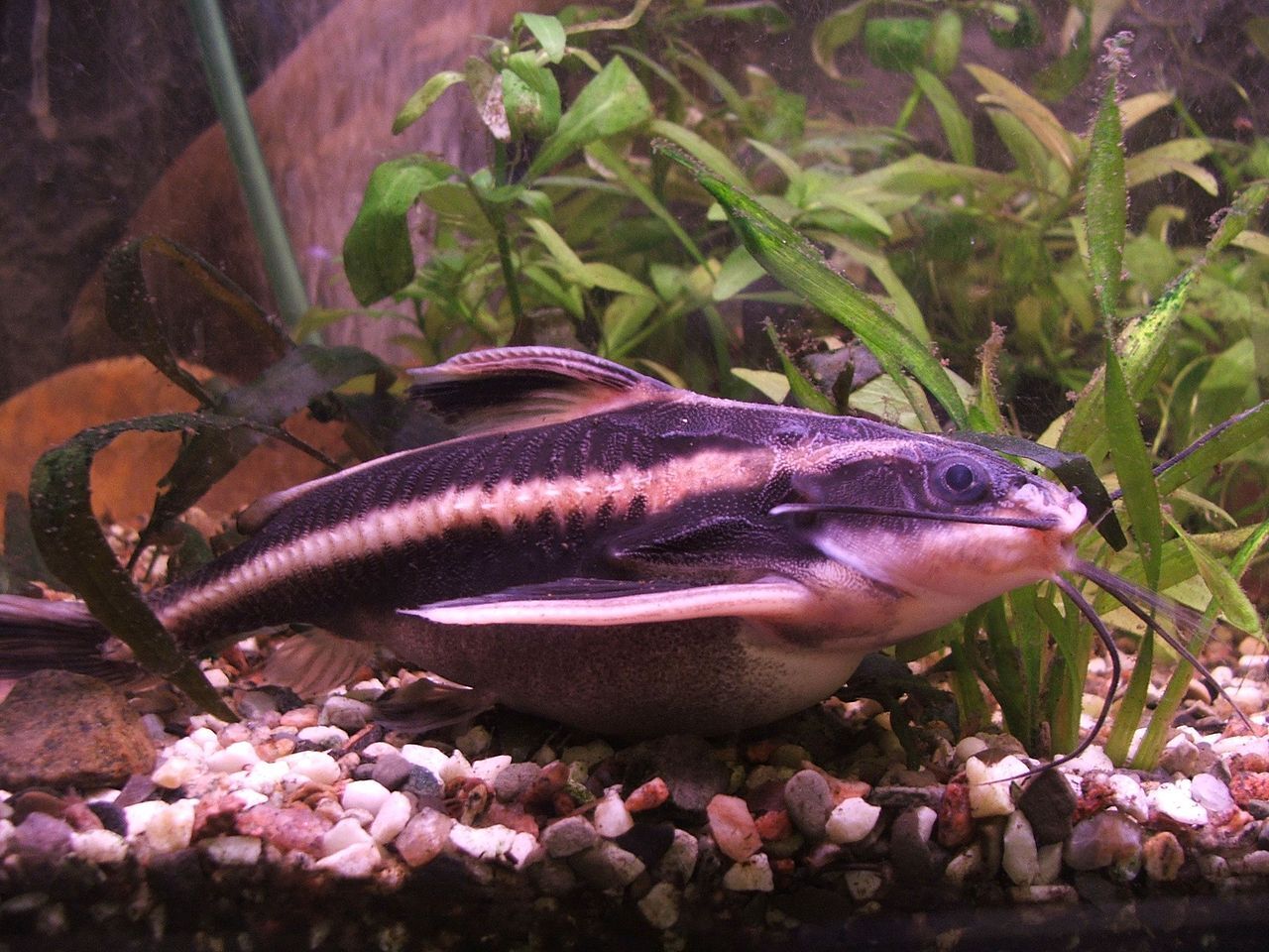 Striped Raphael Catfish (talking catfish) - Platydoras Armatulus 5cm