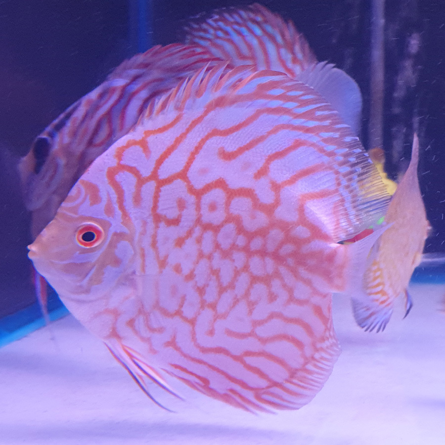 Discus Pigeon Checkerboard 15cm