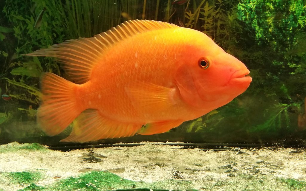 Red Devil Cichlid Live Fish 5cm