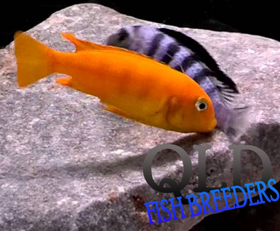 Saulosi Cichlid - Pseudotropheus Saulosi 4cm - Live Fish