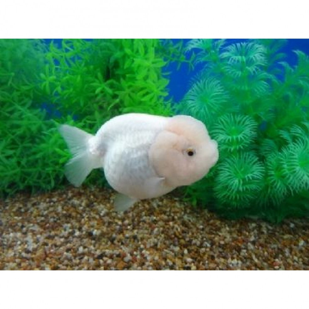 ranchu goldfish black