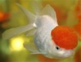 Oranda Red Cap Goldfish 5cm