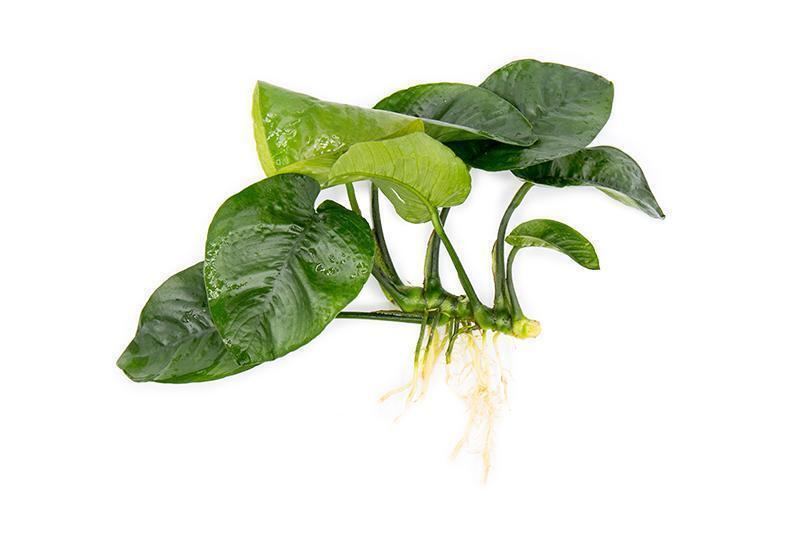 Pisces Anubias Small Assorted 5 Pack