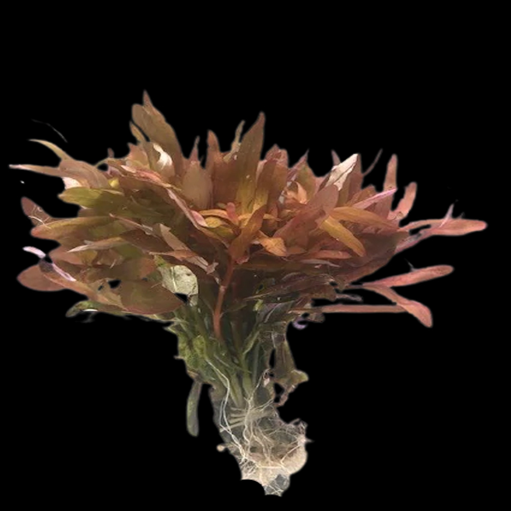 Ammania Gracilis Live Plant Submersed 10-15cm 5 Pack