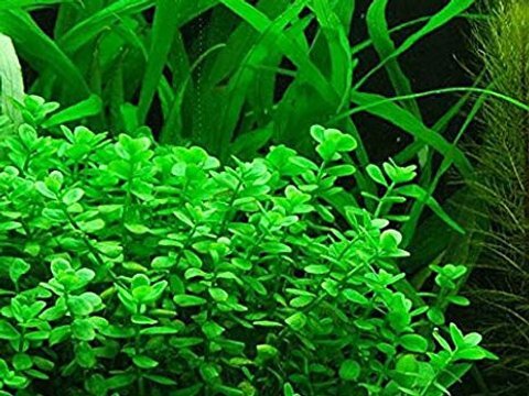 Bacopa Monnieri  - Tissue Culture - Live Aquarium Plant  Fish Tank