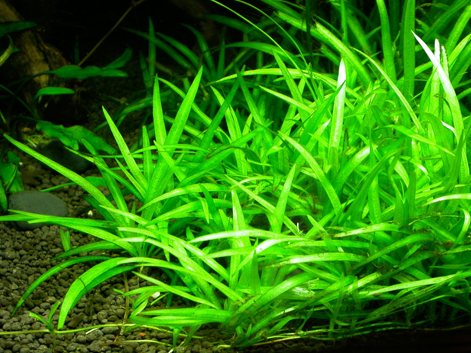 Enchinodorus Boliviannus Rusby - Tissue Culture - Live Aquarium Plant  Fish Tank