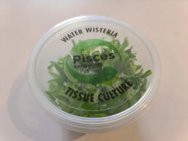 Wisteria Aquarium Live Plant Tissue Culture