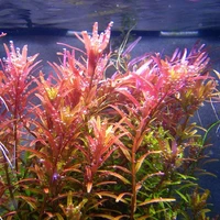 Alternate image of Rotala rotundifolia 'H'Ra' – Potted Live Aquarium Plant