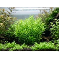 Alternate image of Rotala rotundifolia 'Green' – Potted Live Aquarium Plant