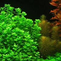 Alternate image of Bacopa monnieri – Submersed Live Aquarium Plant Bunch
