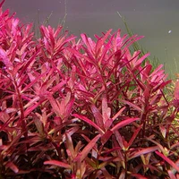 Alternate image of Rotala rotundifolia 'Blood Red' – Submersed Live Aquarium Plant