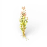 Alternate image of Ludwigia arcuata Tissue Culture – Live Aquarium Plant