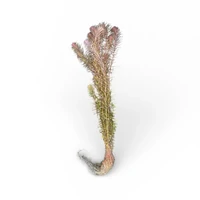 Alternate image of Myriophyllum sp. Guyana Tissue Culture – Live Aquarium Plant