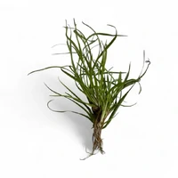 Alternate image of Juncus repens Tissue Culture – Live Aquarium Plant