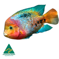 Alternate image of Synspillium Cichlid -American 10-15cm
