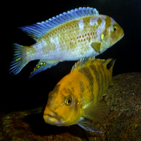 Alternate image of OB Zebra Orange Blotch Cichlid - Metriaclima OB 4cm
