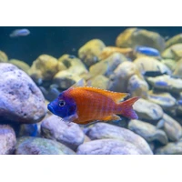 Alternate image of Assorted Peacock Cichlid 5cm – Aulonocara African Cichlid
