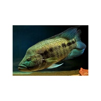 Alternate image of Dovii 13-15cm Wolf Cichlid Para Chromis dovii