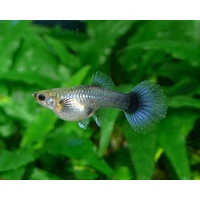 Alternate image of Assorted Female Guppy 4cm