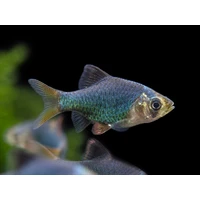 Alternate image of Moss Green Tiger Barb (Puntius tetrazona) 2-3cm