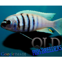 Alternate image of Afra Hara Cichlid - Cynotilapia Zebroides Hara 5cm