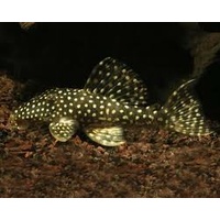 Alternate image of L004 Pleco Hypancistrus Angelicus Pleco 2.5cm
