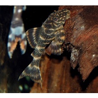 Alternate image of L104 Clown Pleco Catfish - Panaqolus Maccus 3cm