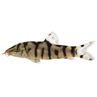 Alternate image of Pakistani Loach - Yo Yo Loach 4cm