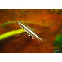 Alternate image of Rocket Tail Pencil fish 3cm