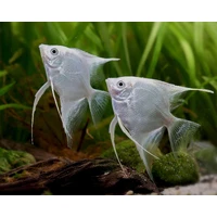 Alternate image of Platinum Angelfish 3cm – Pterophyllum scalare