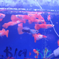 Alternate image of Male Guppy Extravagant Colours 3.5cm