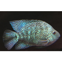 Alternate image of Super Green Texas Cichlid 12cm