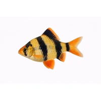 Alternate image of Tiger Barb - Puntius Tetrazona - 3CM